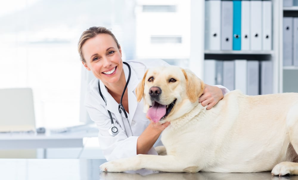 veterinary with a labrador
